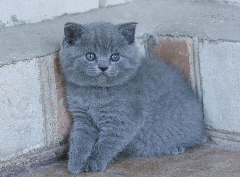 Британский прямоухий кот полосатый