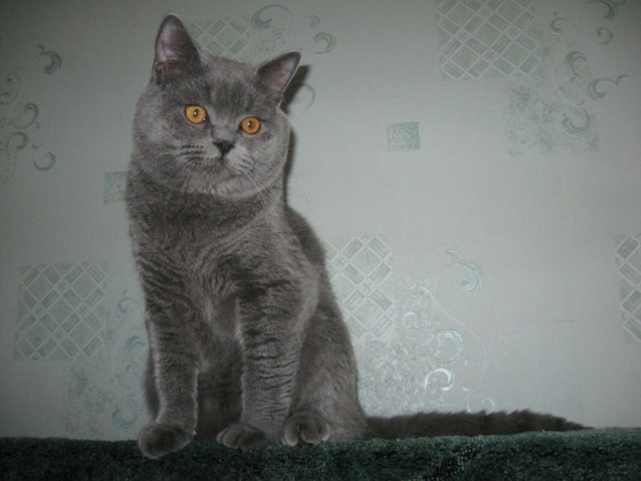 Шотландские котята прямоухие