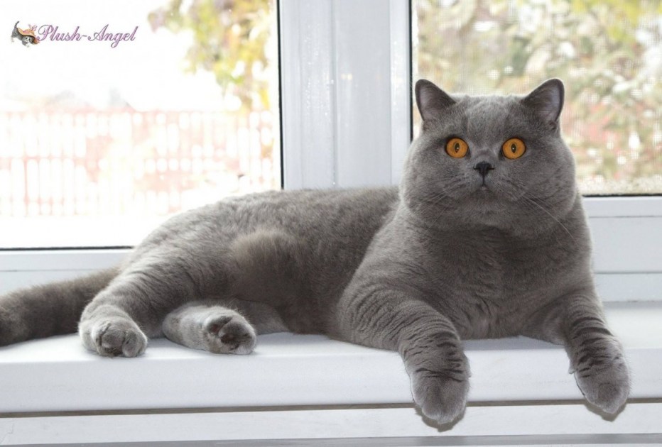 Шотландские котята прямоухие