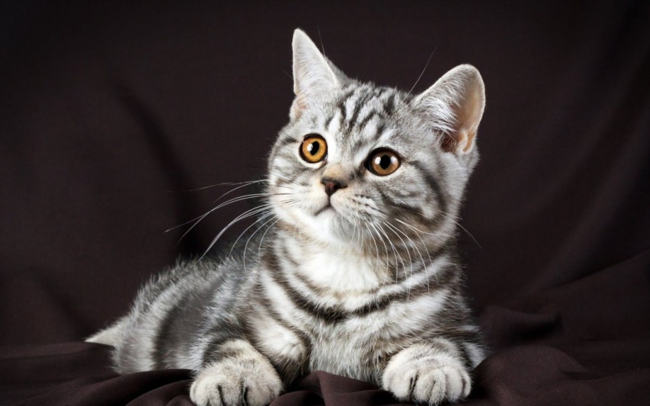 Шотландский скоттиш страйт