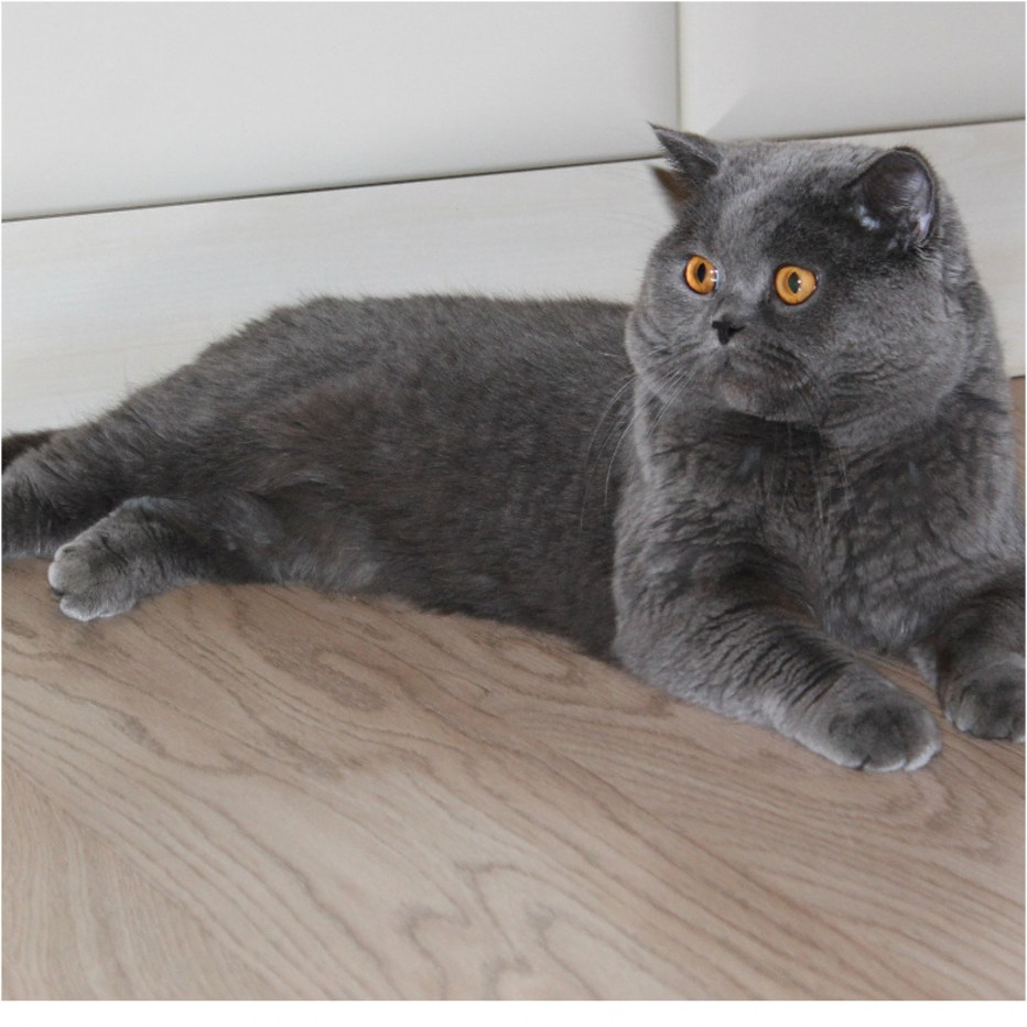 Шотландская котенок прямоухая серая