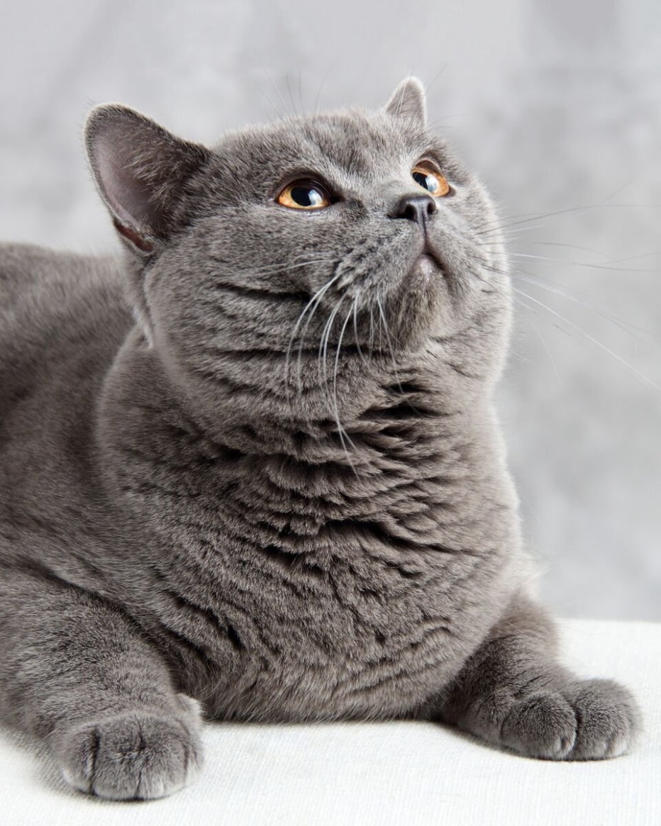 Британская кошка скоттиш страйт