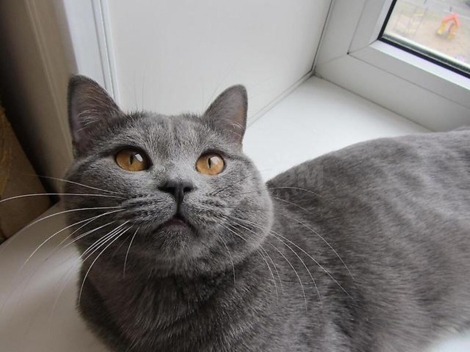 Шотландский кот прямоухий серый