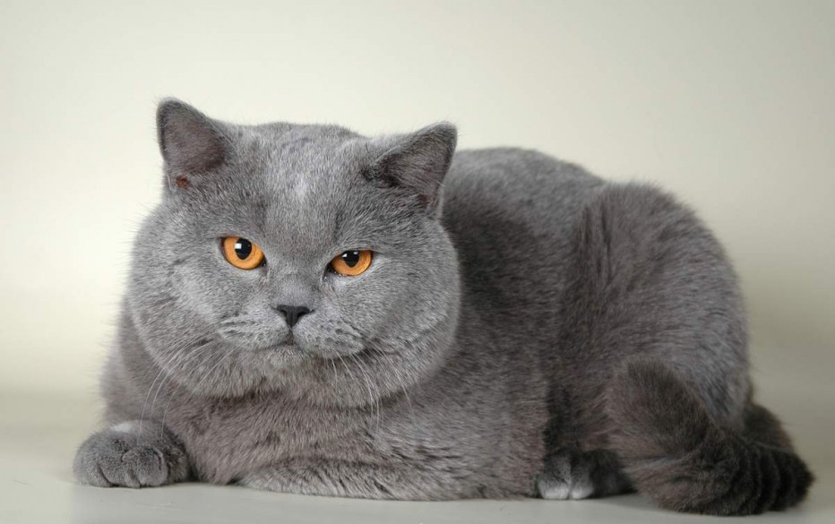 Британская прямоухая кошка