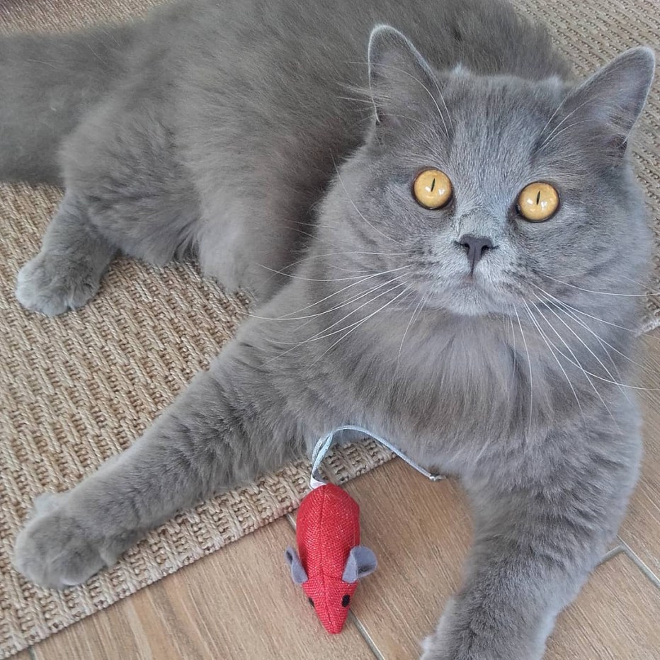 Фото шотландского кота прямоухого мраморного в 1 год