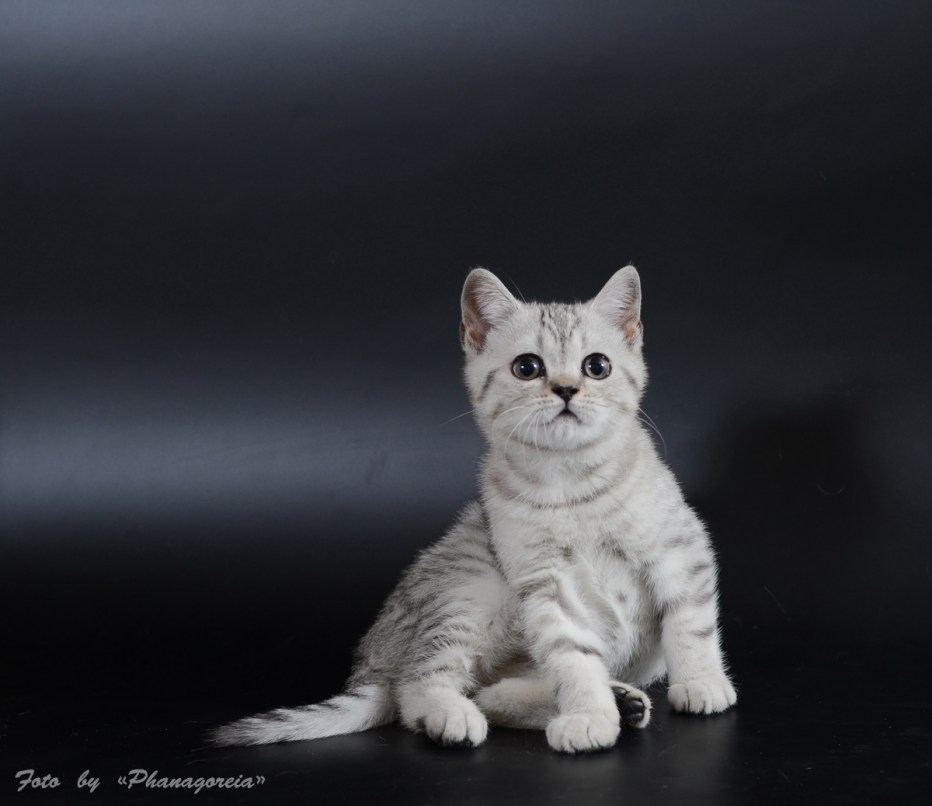 Шотландская котенок прямоухая серая