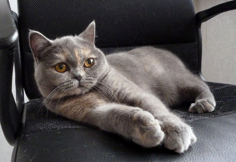 Шотландская прямоухая шиншилла