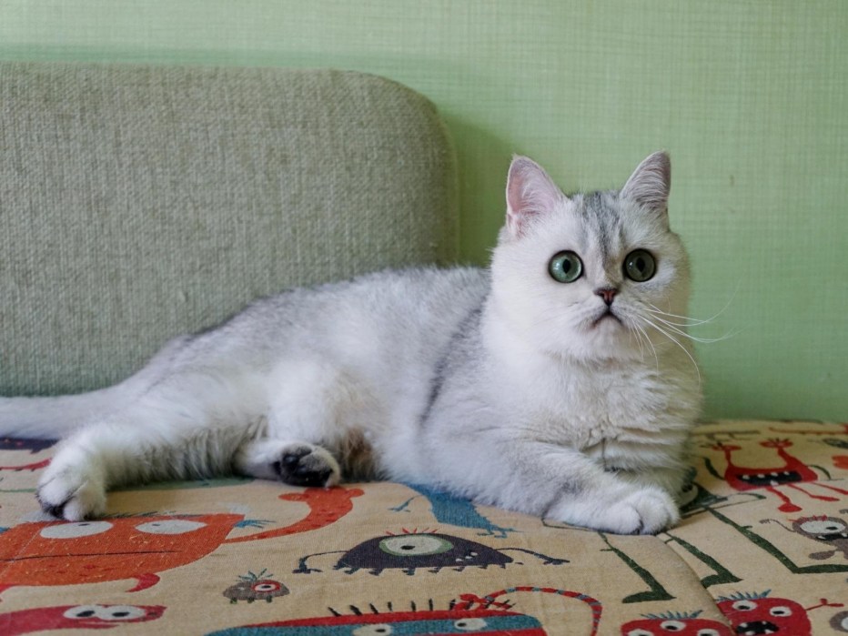 Скоттиш-страйт Шотландская прямоухая