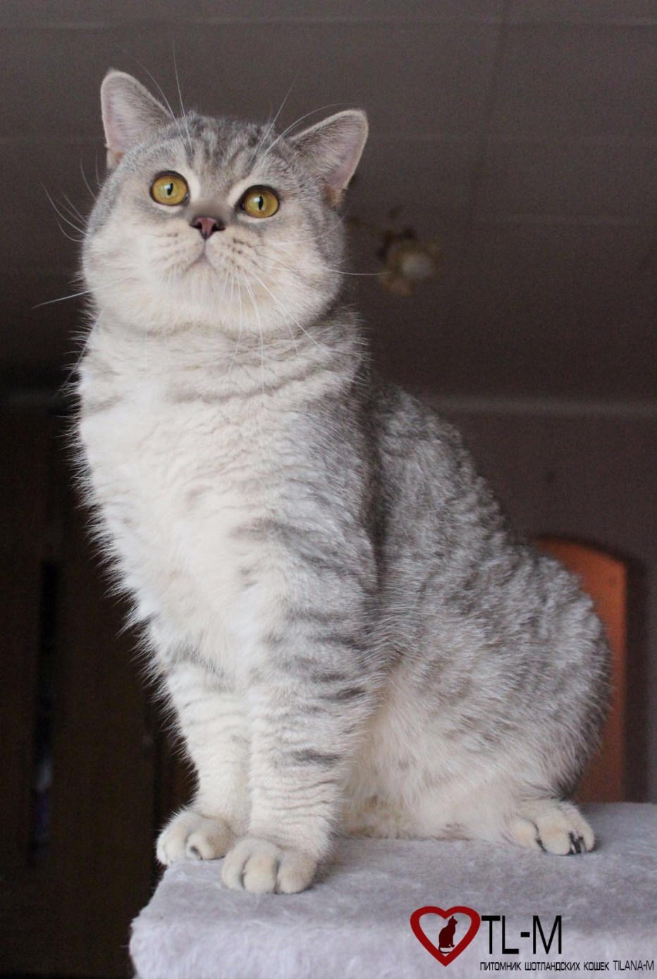 Шотландский кот прямоухий серый