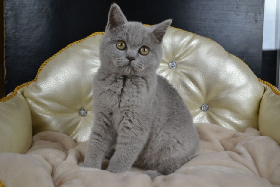 Британская короткошёрстная кошка
