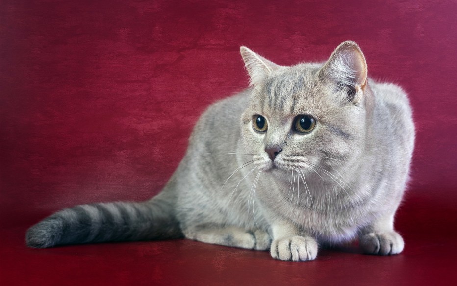 Скоттиш страйт пятнистый