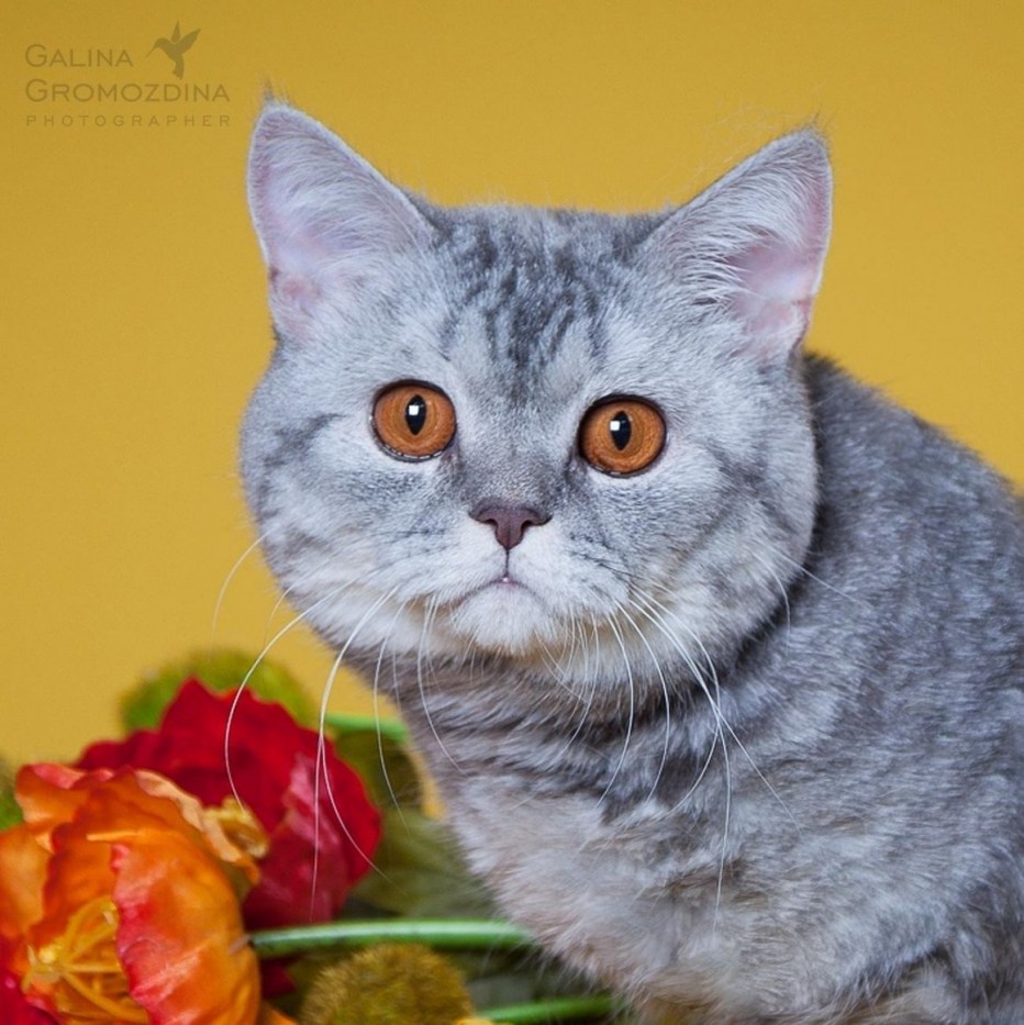 Шотландская голубая кошка прямоухая