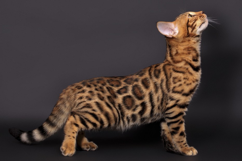Бенгальская кошка