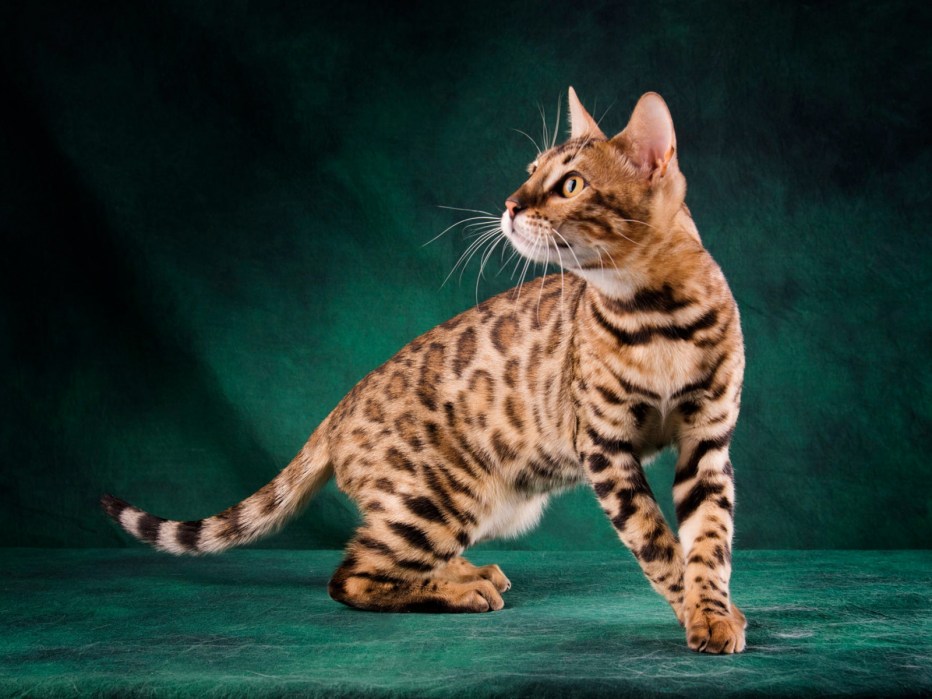 Бенгальская кошка мраморная