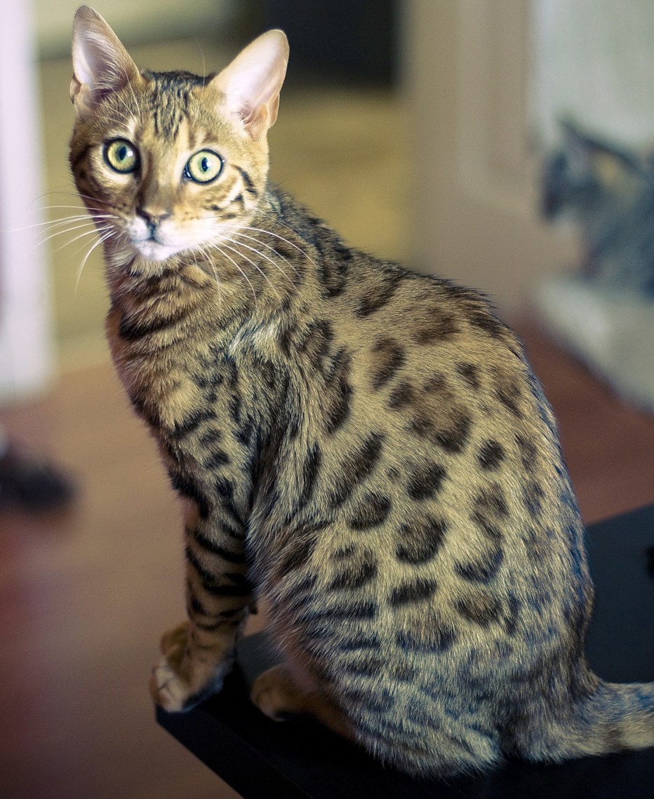 Бенгальская короткошерстная кошка