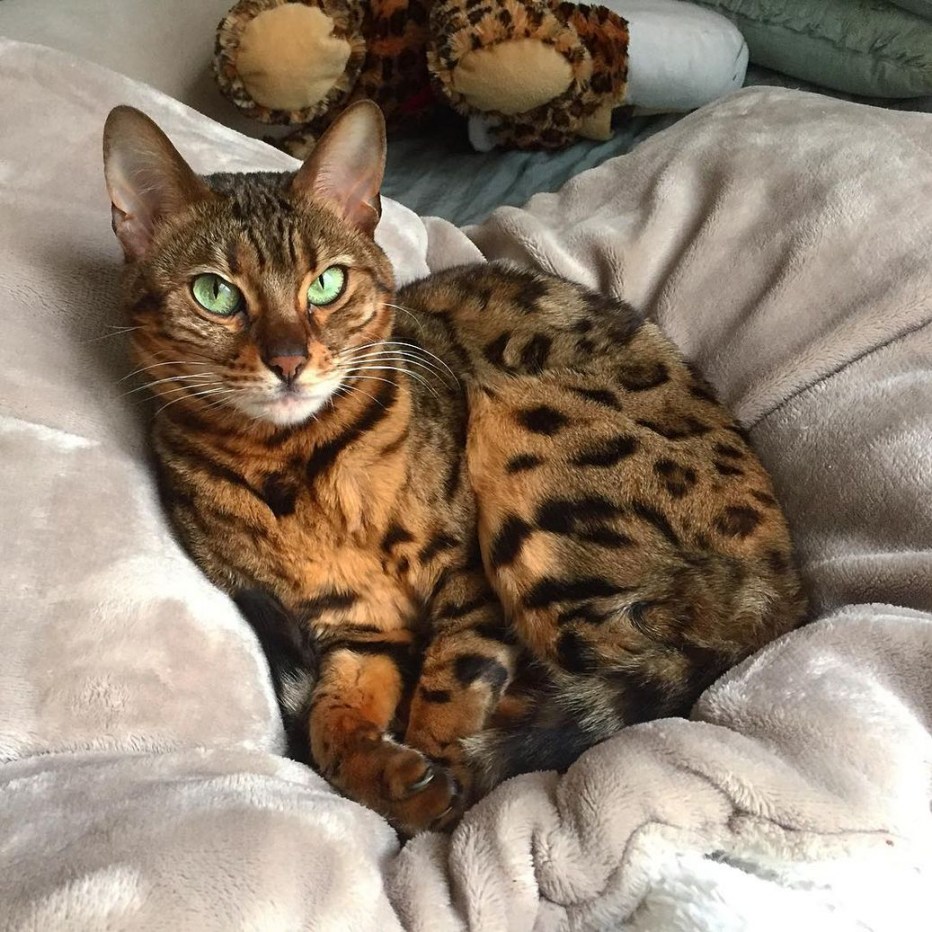 Бенгальская кошка