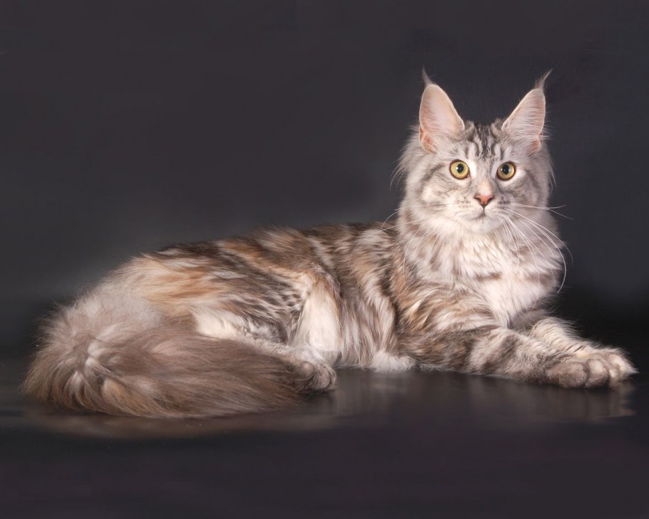 Кошка Мейн кун