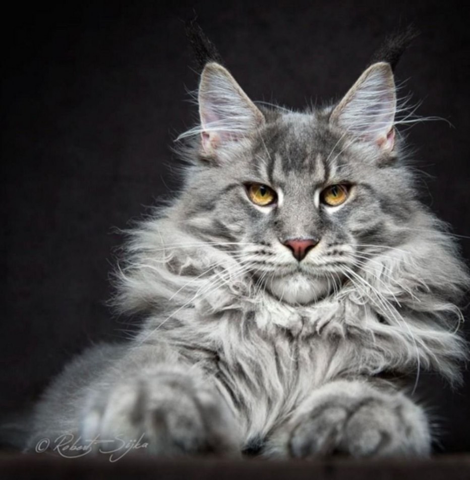 Американский кот Мейн кун