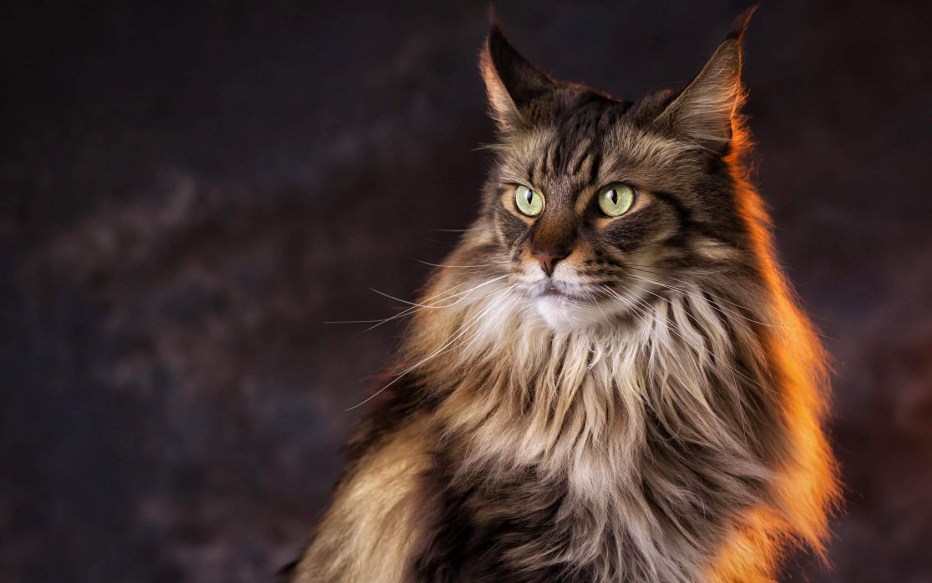 Кошка Мейн кун с котятами