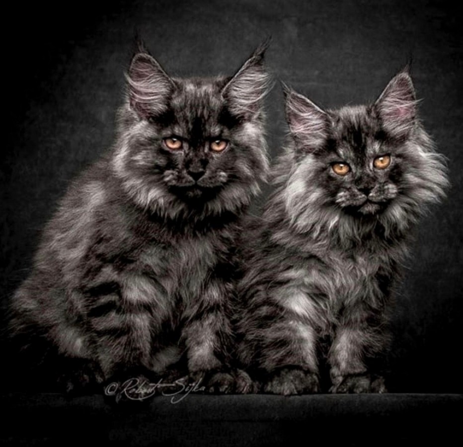 Большая кошка Мейн кун
