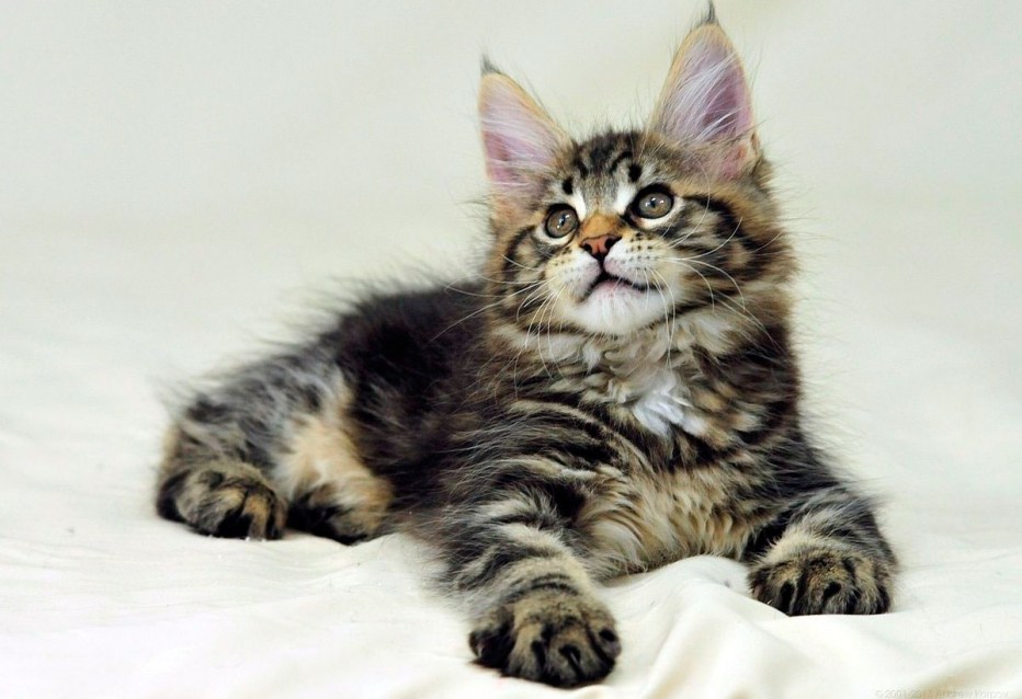Коты Мейн кун