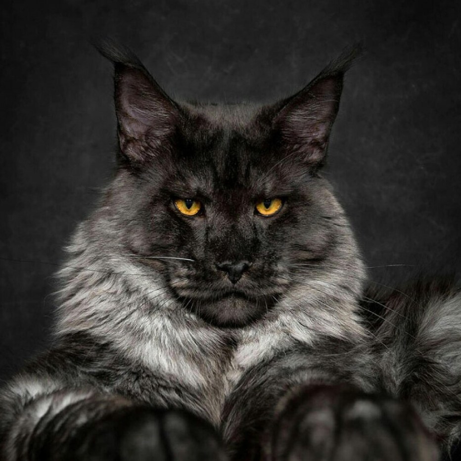 Кошка Мейн кун