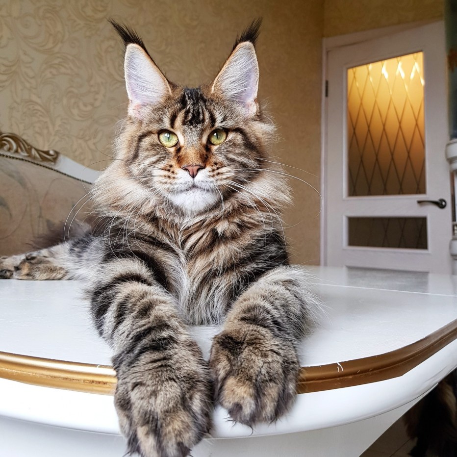 Кошка Мейн кун