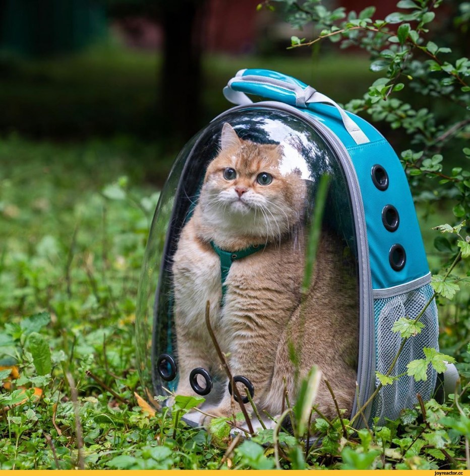 Рюкзак для переноски животных ZDK Petsy Space