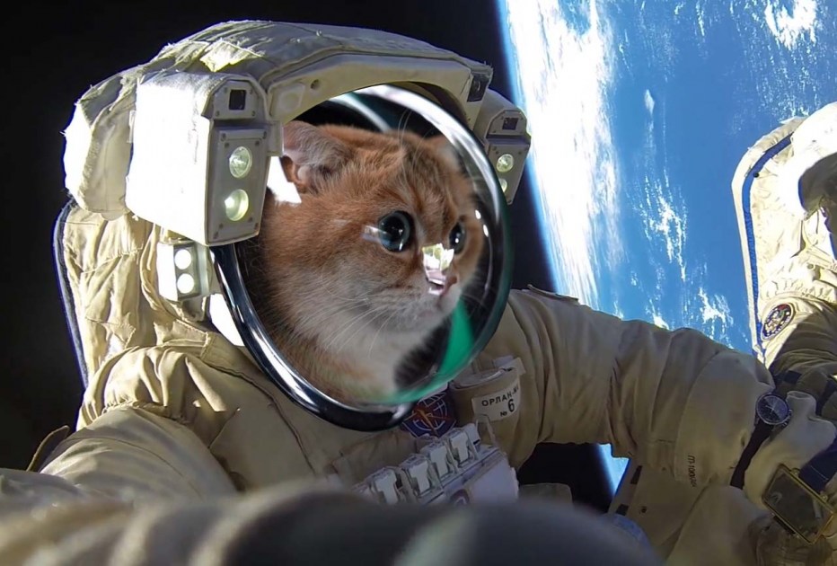 Кот в иллюминаторе