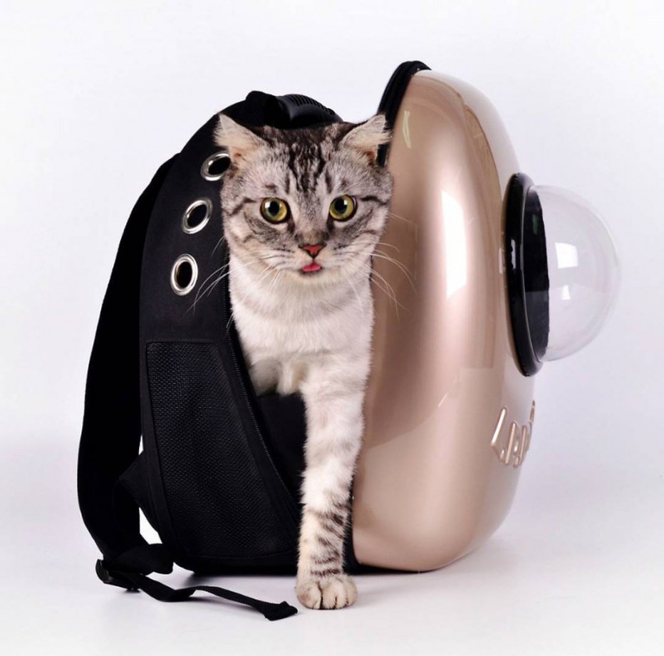 Кот в рюкзаке с иллюминатором