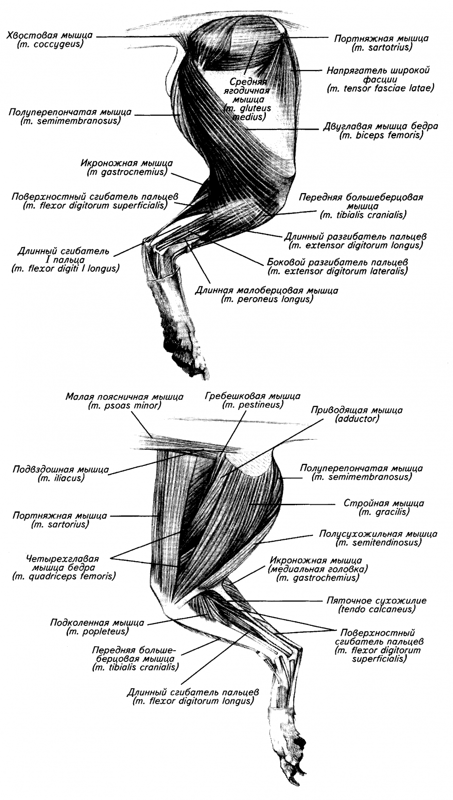 Сухожилия лап собаки. Мышцы грудной конечности собаки анатомия. Мышцы задней конечности собаки. Лошади анатомия мышца тазовой конечности. Трехглавая мышца бедра у КРС.