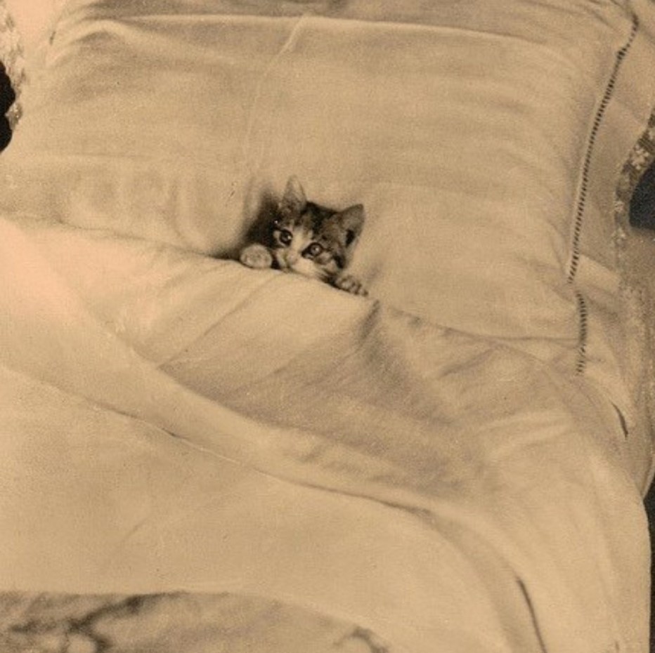 Котенок в кровати