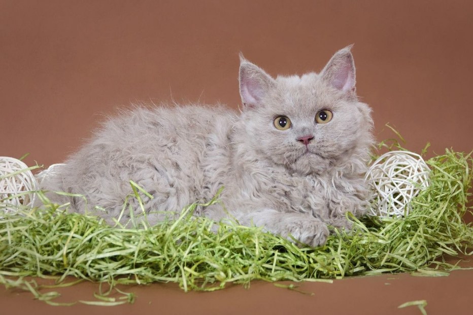 Кошка ла Перм