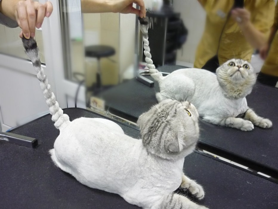 Стрижка персидских кошек