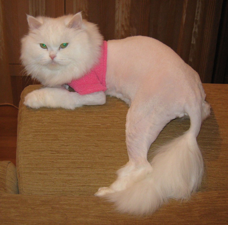 Модельная стрижка кота