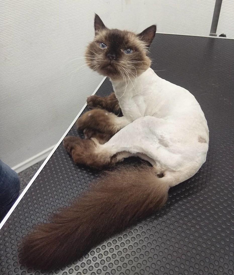 Профессиональная стрижка кошек