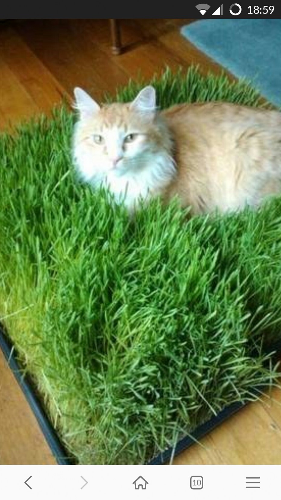 Трава для кошек в интерьере