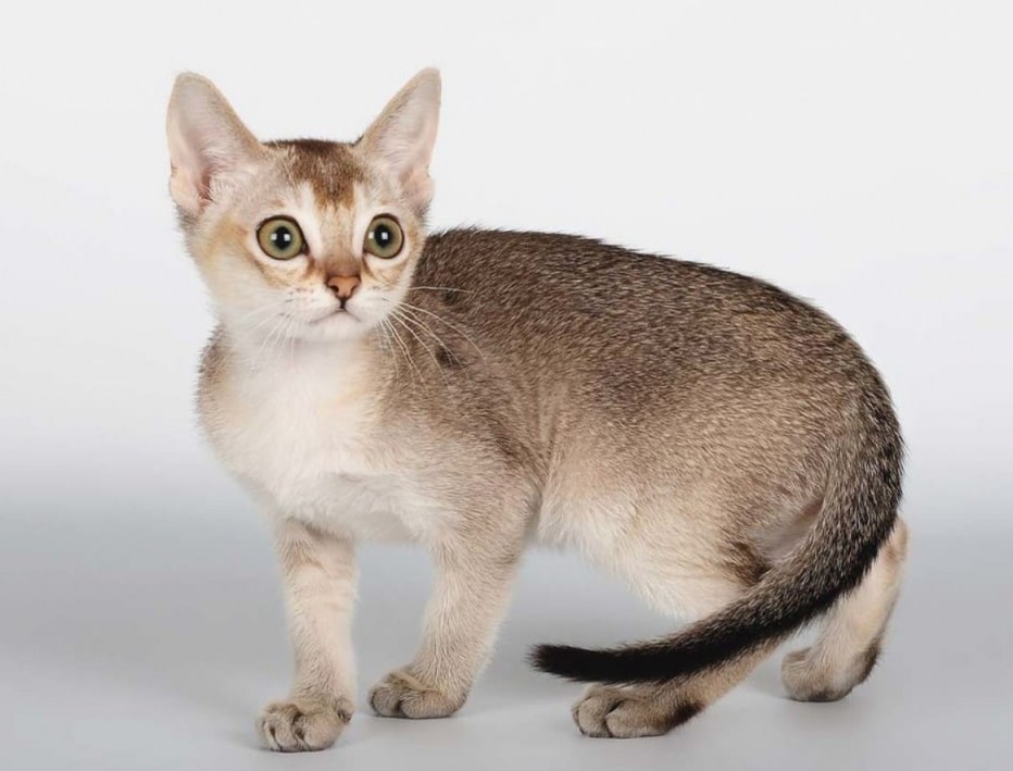 Мини котики детский сад для котят манекен