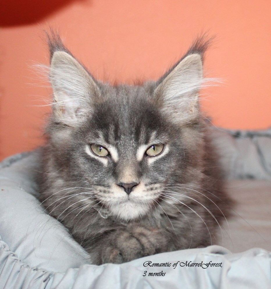 Митхун кот
