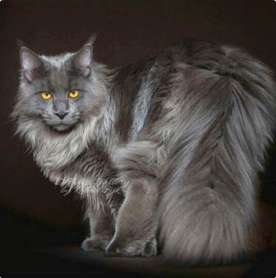 Кошка Мейн кун серая