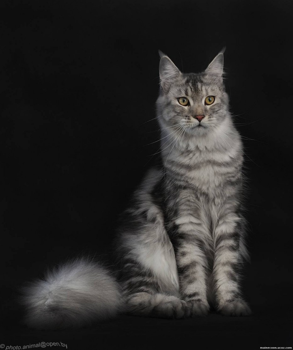 Серебристый кот Мейн кун