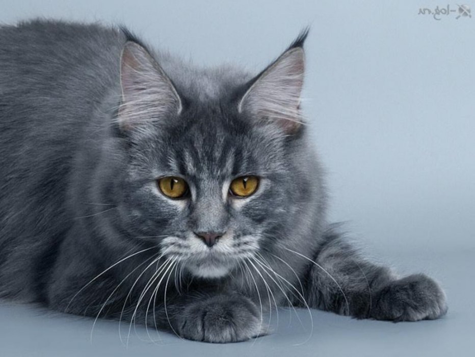 Кошка Мейн кун дымчатая