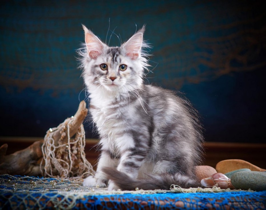 Мейн кун голубой мрамор кошка