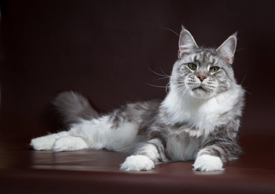 Bajuncat..питомник Мейн кунов