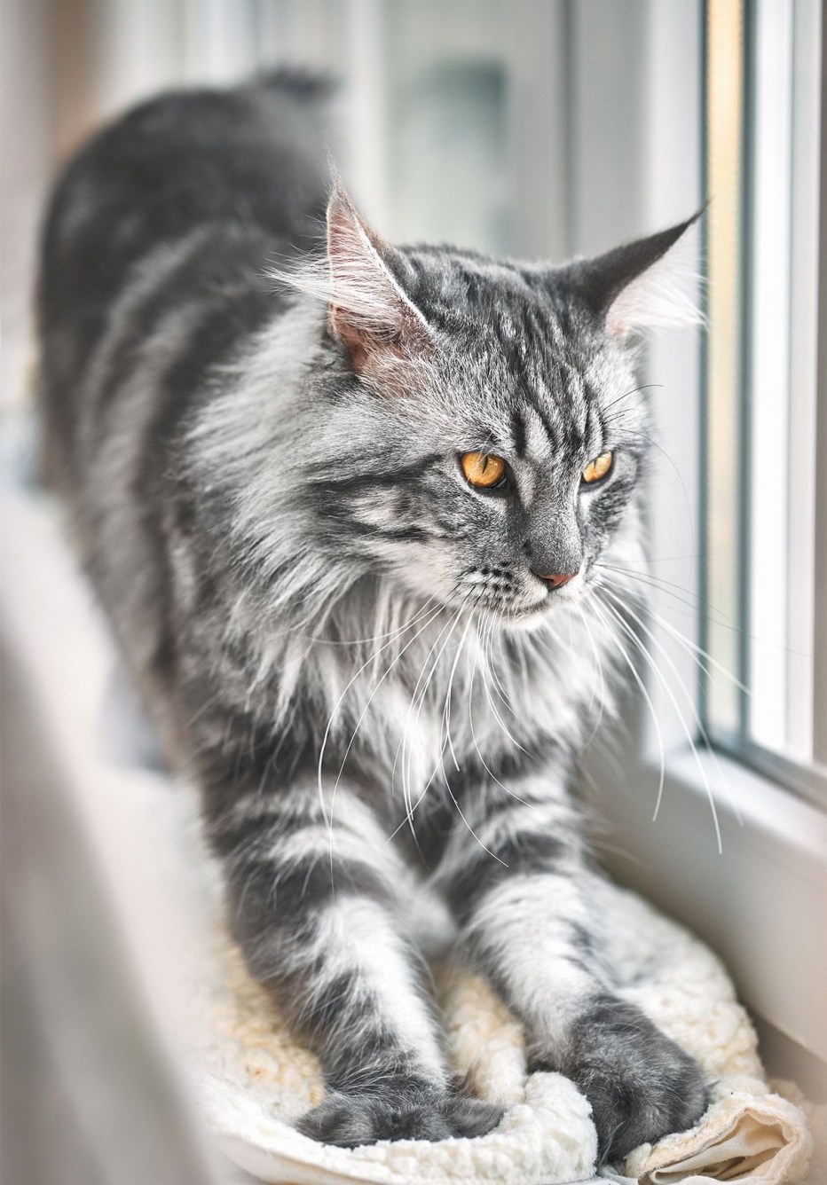 Кот Мейн кун серый