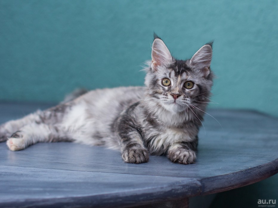 Мейн кун серый котенок
