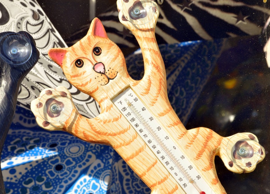 Кошачий термометр