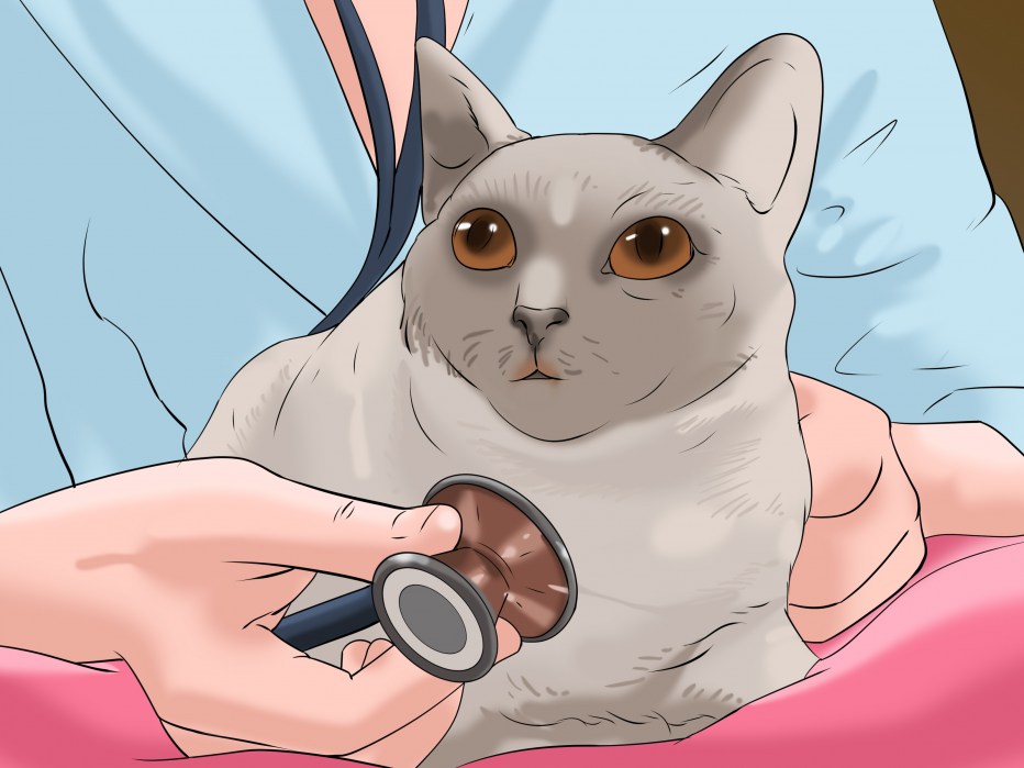 Feline Leukemia