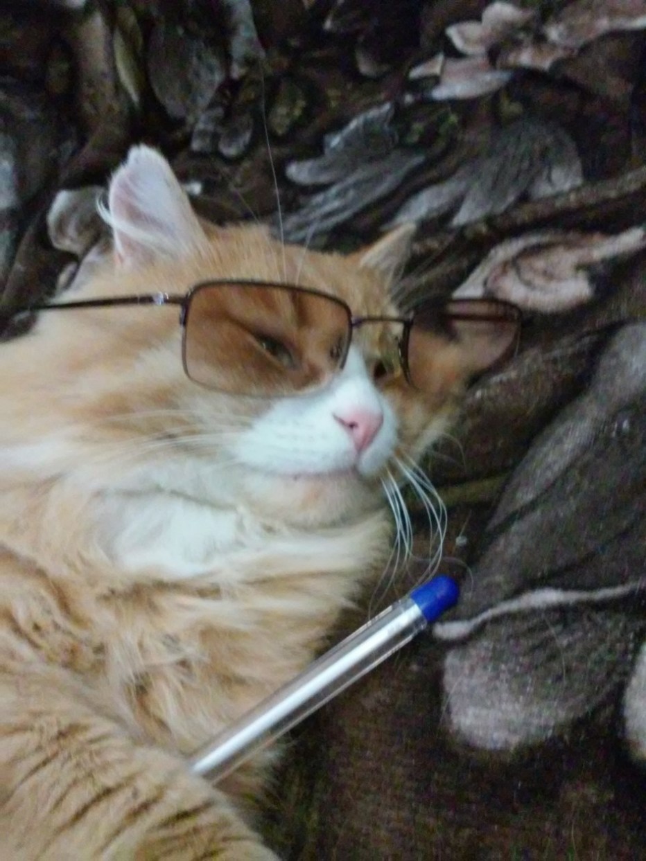 Котенок с градусником