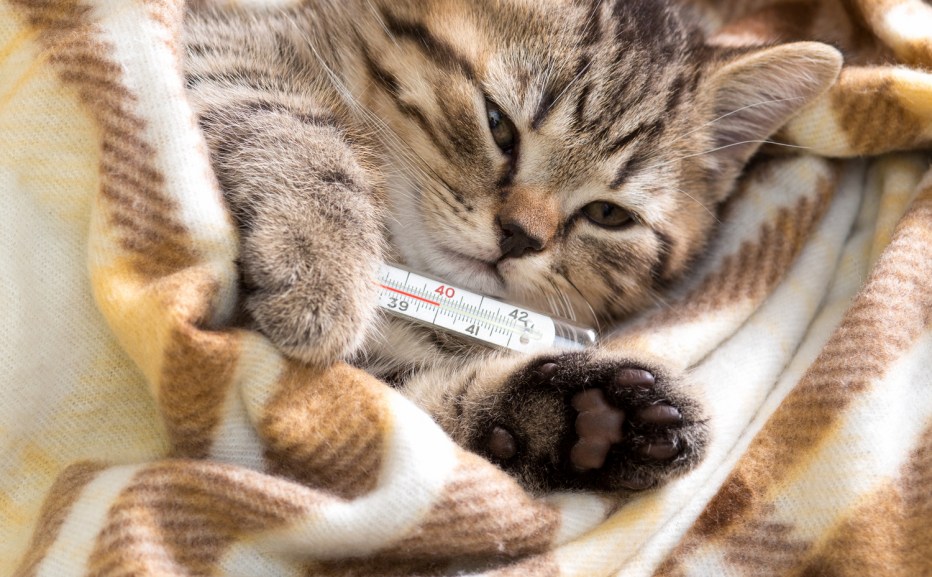 Котик с градусником